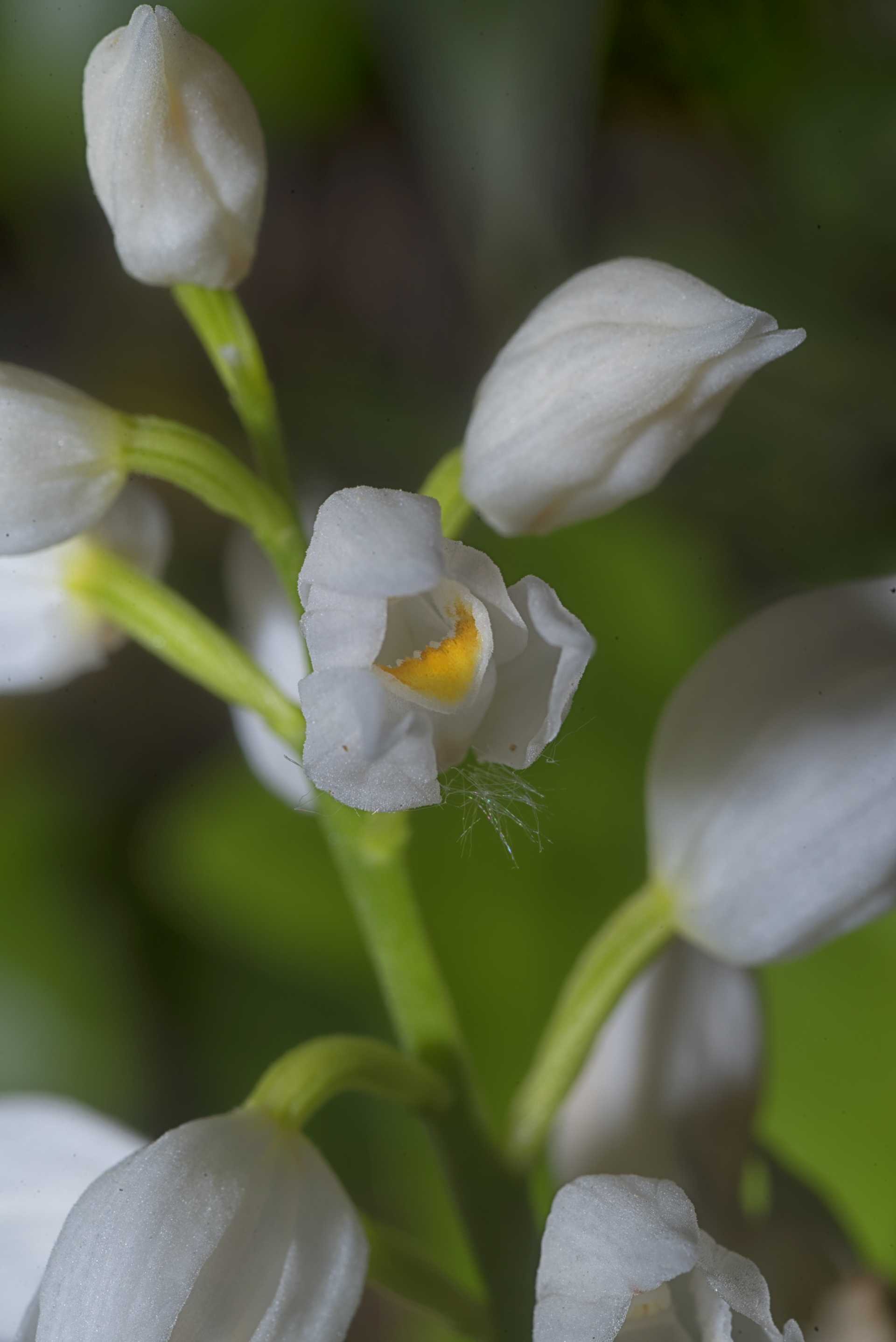 La Cephalanthera longifolia, l''orchidea che fiorisce dopo 11 anni